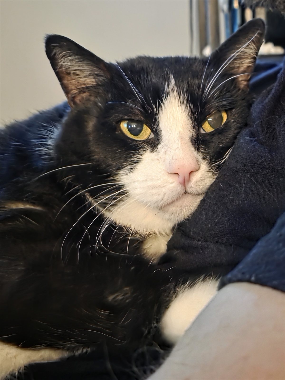 Close-up portrait of Reuben, a black and white cat with golden eyes